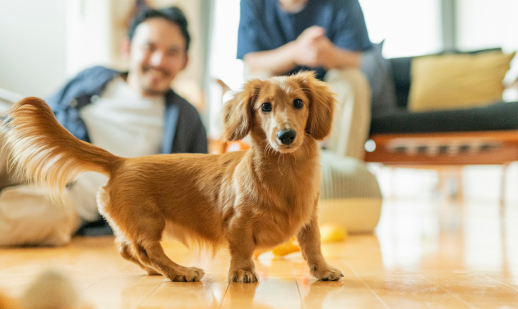 大切な愛犬と一緒にお過ごしできる空間