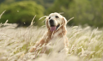 愛犬も自然な空間で楽しくお過ごしできます