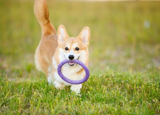 大自然の中で、愛犬も生き生きして楽しめます