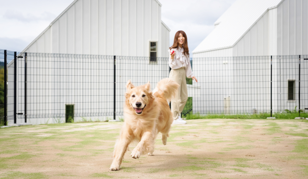 ドッグパーク
